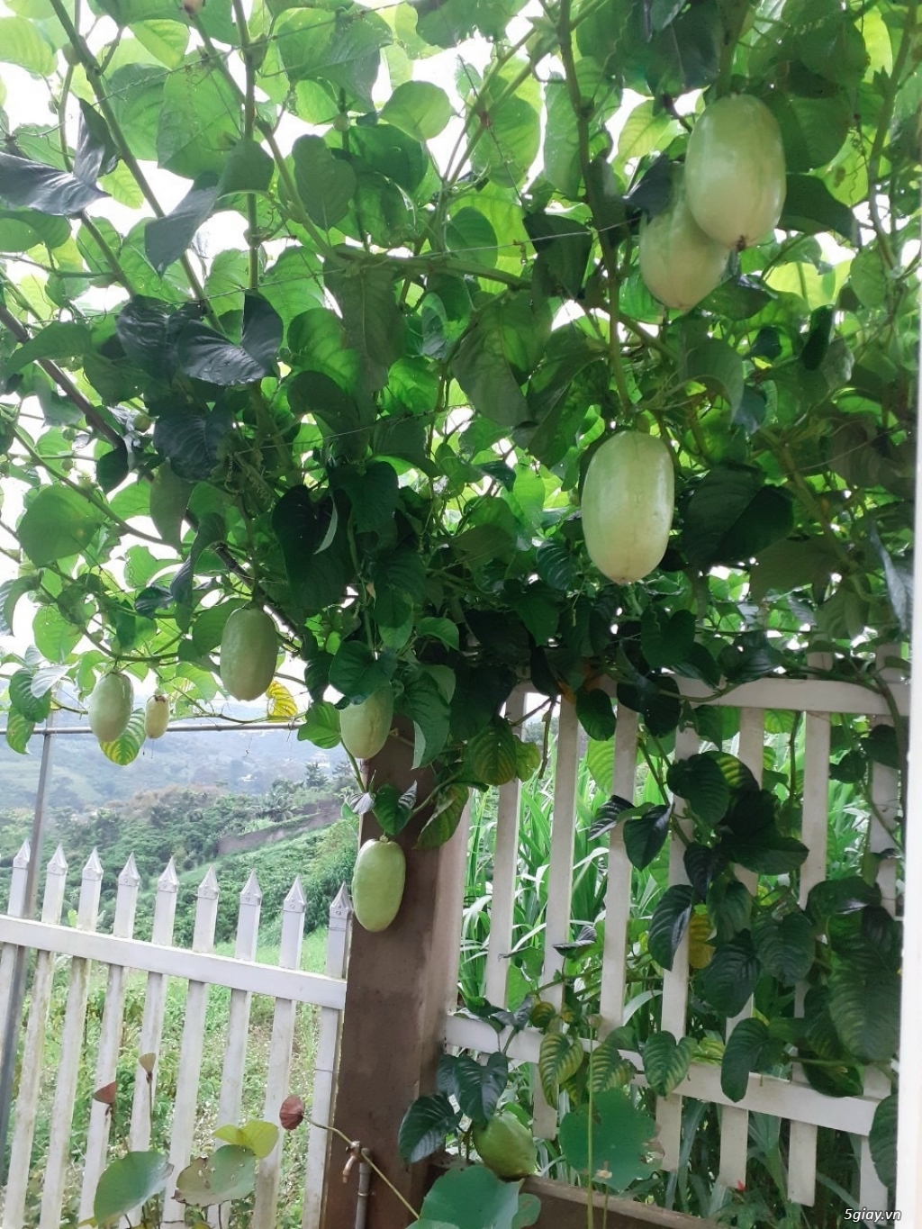 Bán nhà vườn mặt tiền Trần Nhật Duật, Đambri, TP.Bảo Lộc, Lâm Đồng - 7