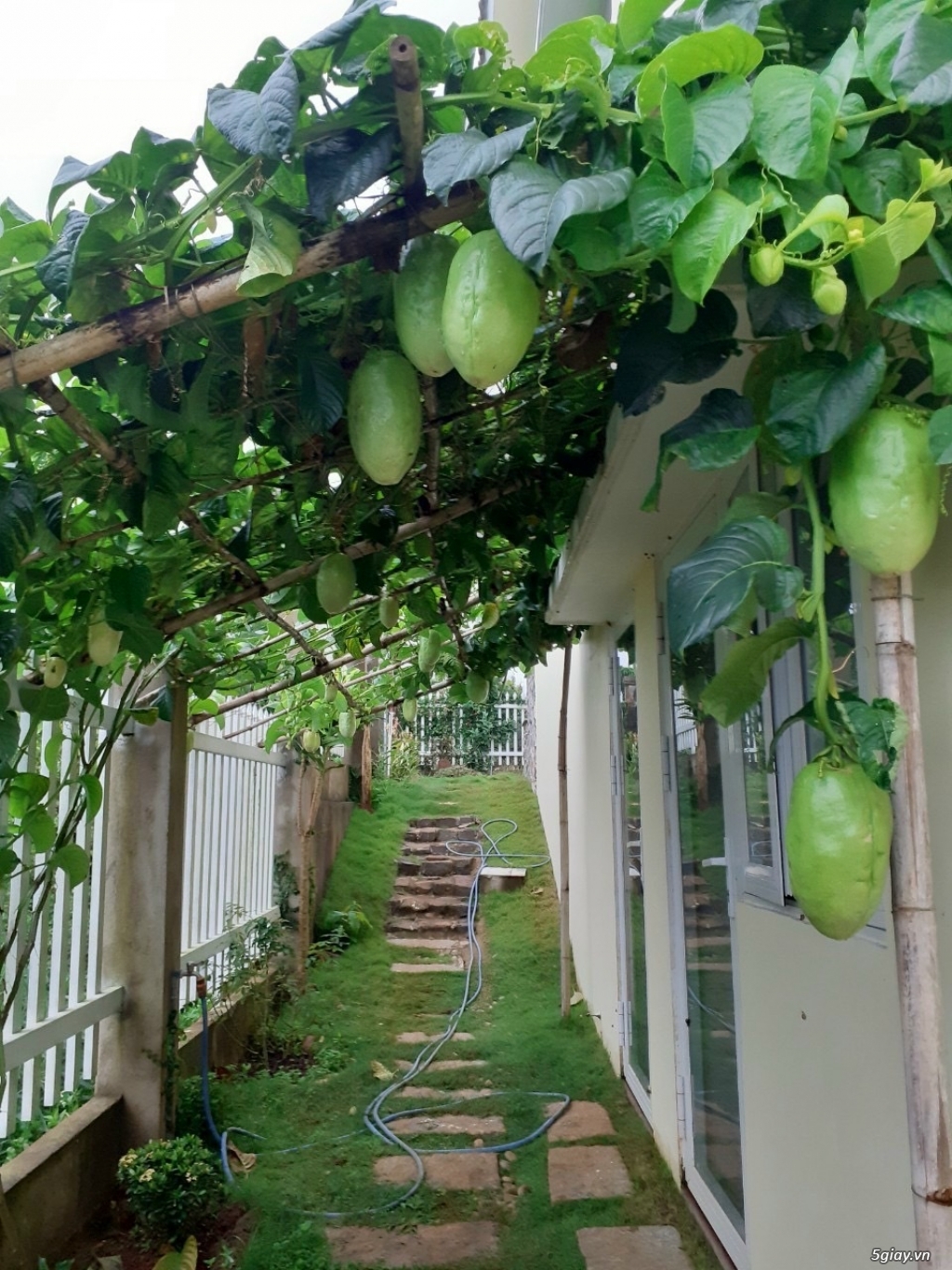 Bán nhà vườn mặt tiền Trần Nhật Duật, Đambri, TP.Bảo Lộc, Lâm Đồng - 2