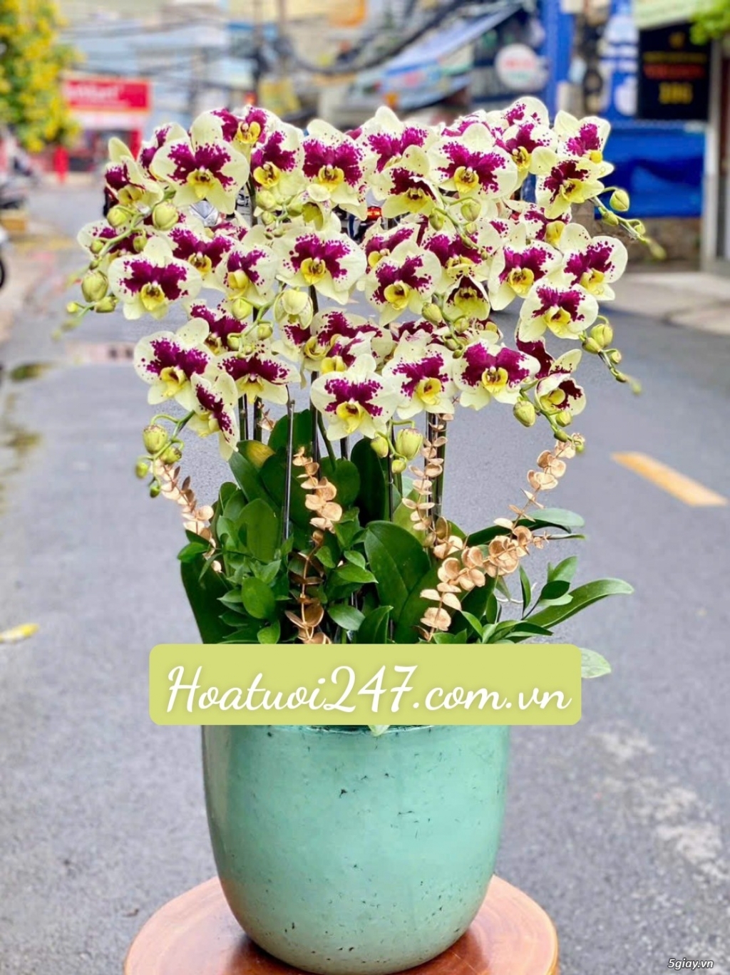 Shop hoa tươi chuyên bán hoa lan hồ điệp cao cấp hàng đầu Sài Gòn - 13
