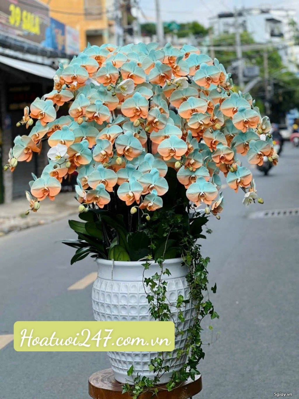 Shop hoa tươi chuyên bán hoa lan hồ điệp cao cấp hàng đầu Sài Gòn - 14