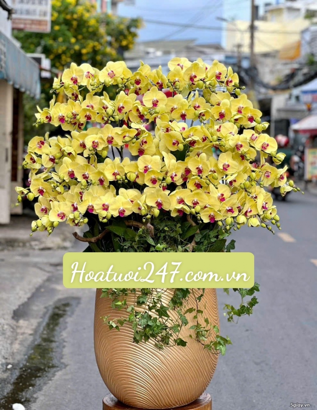 Shop hoa lan hồ điệp cao cấp giá rẻ chất lượng hàng đầu tại tphcm