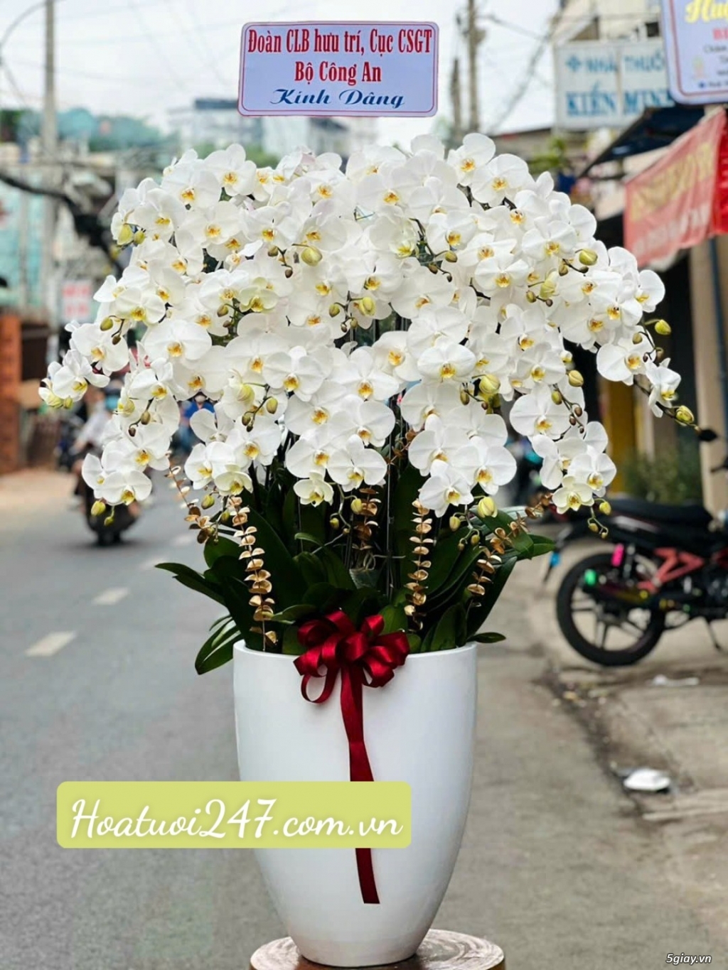 Shop hoa lan hồ điệp cao cấp giá rẻ chất lượng hàng đầu tại tphcm - 2