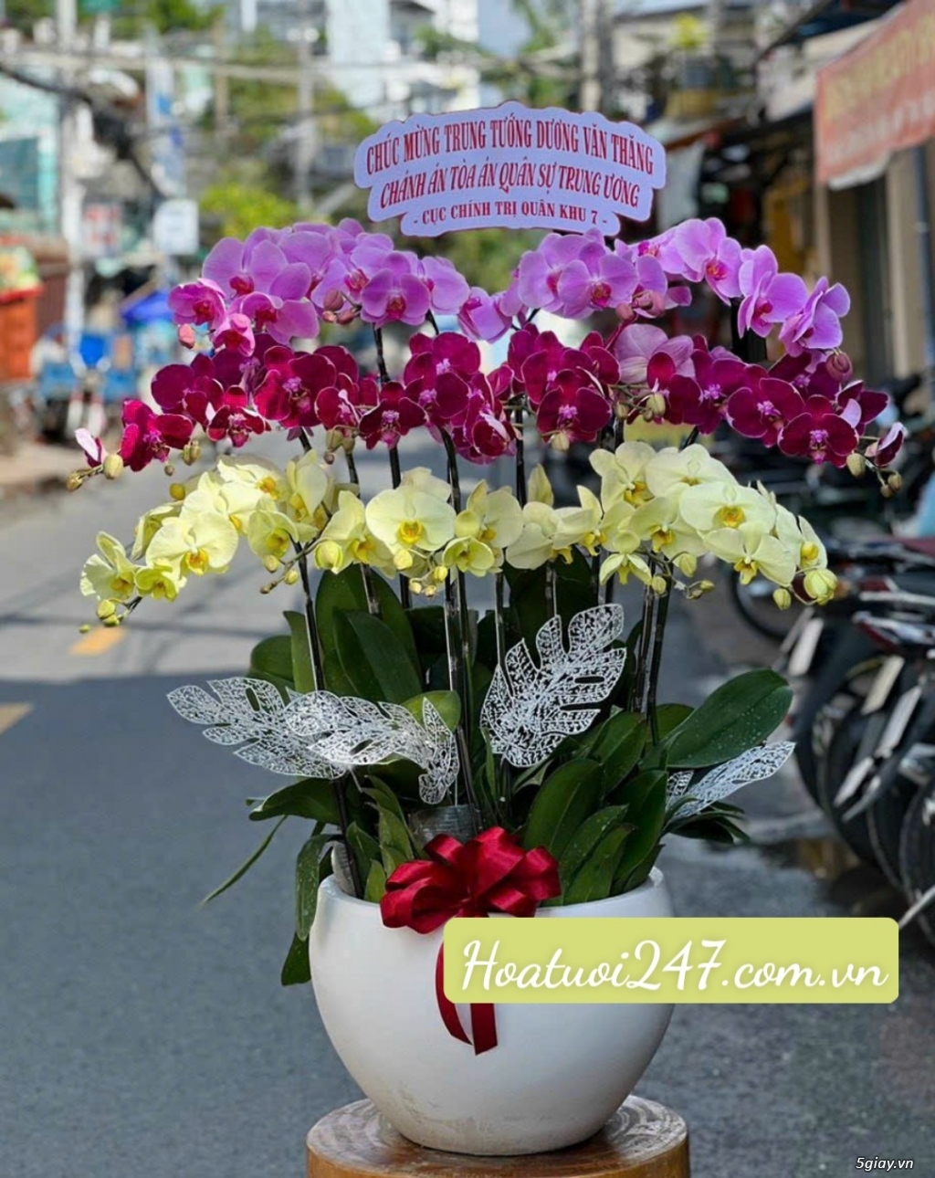 Shop hoa Lan Hồ Điệp giá rẻ cao cấp chất lượng hàng đầu - 11