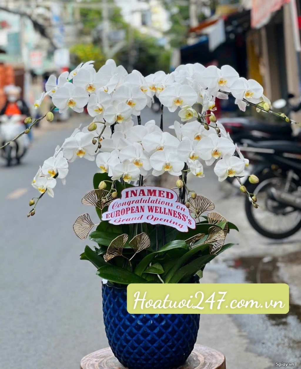Shop hoa Lan Hồ Điệp giá rẻ cao cấp chất lượng hàng đầu - 13