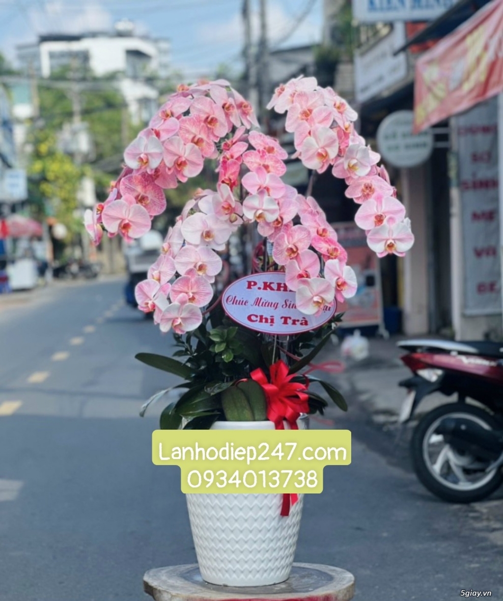 Những chậu hoa lan hồ điệp Apollo nhuộm màu đẹp sang trọng nhất tphcm - 12