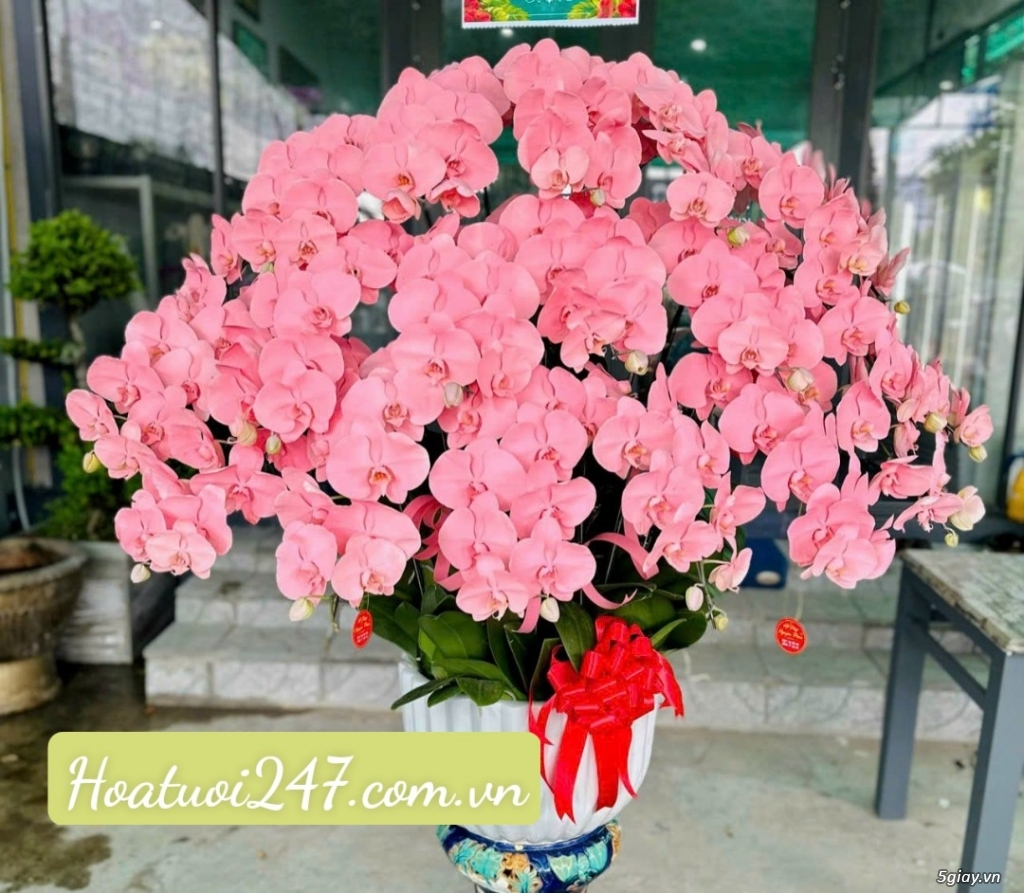 Những chậu hoa lan hồ điệp Apollo nhuộm màu đẹp sang trọng nhất tphcm - 11