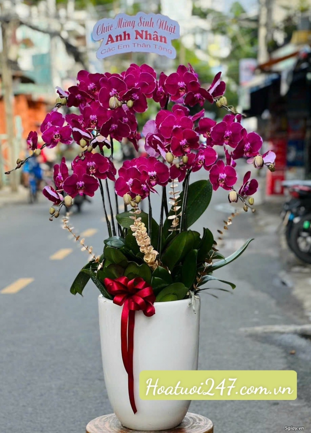 Shop hoa lan hồ điệp cao cấp chất lượng số 1 tphcm - Hoatuoi247.com.vn - 8