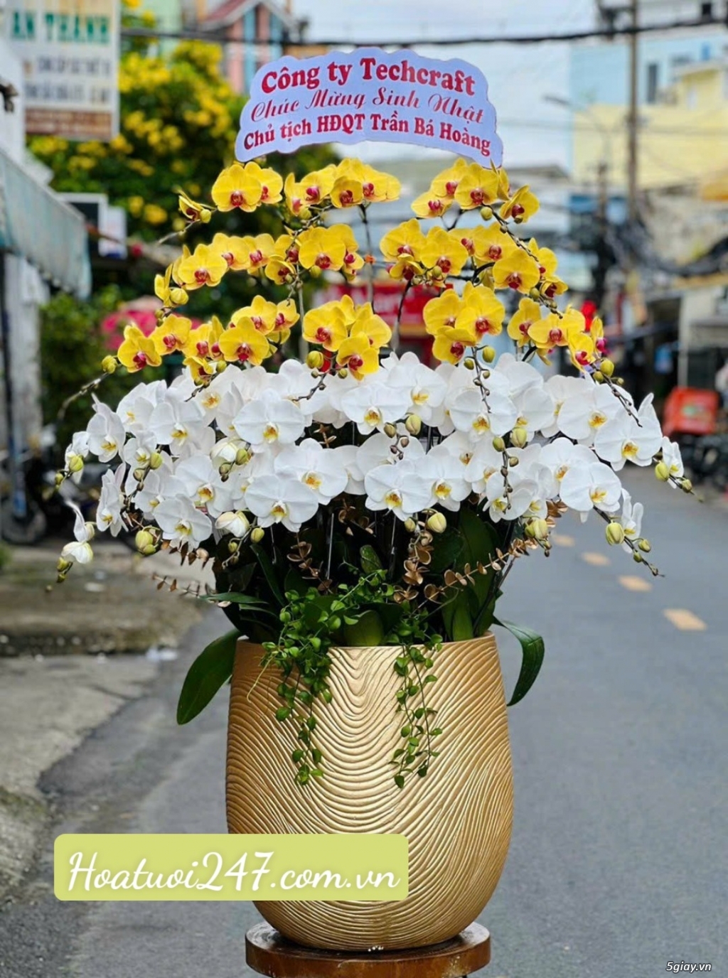 Shop hoa lan hồ điệp cao cấp chất lượng số 1 tphcm - Hoatuoi247.com.vn - 7
