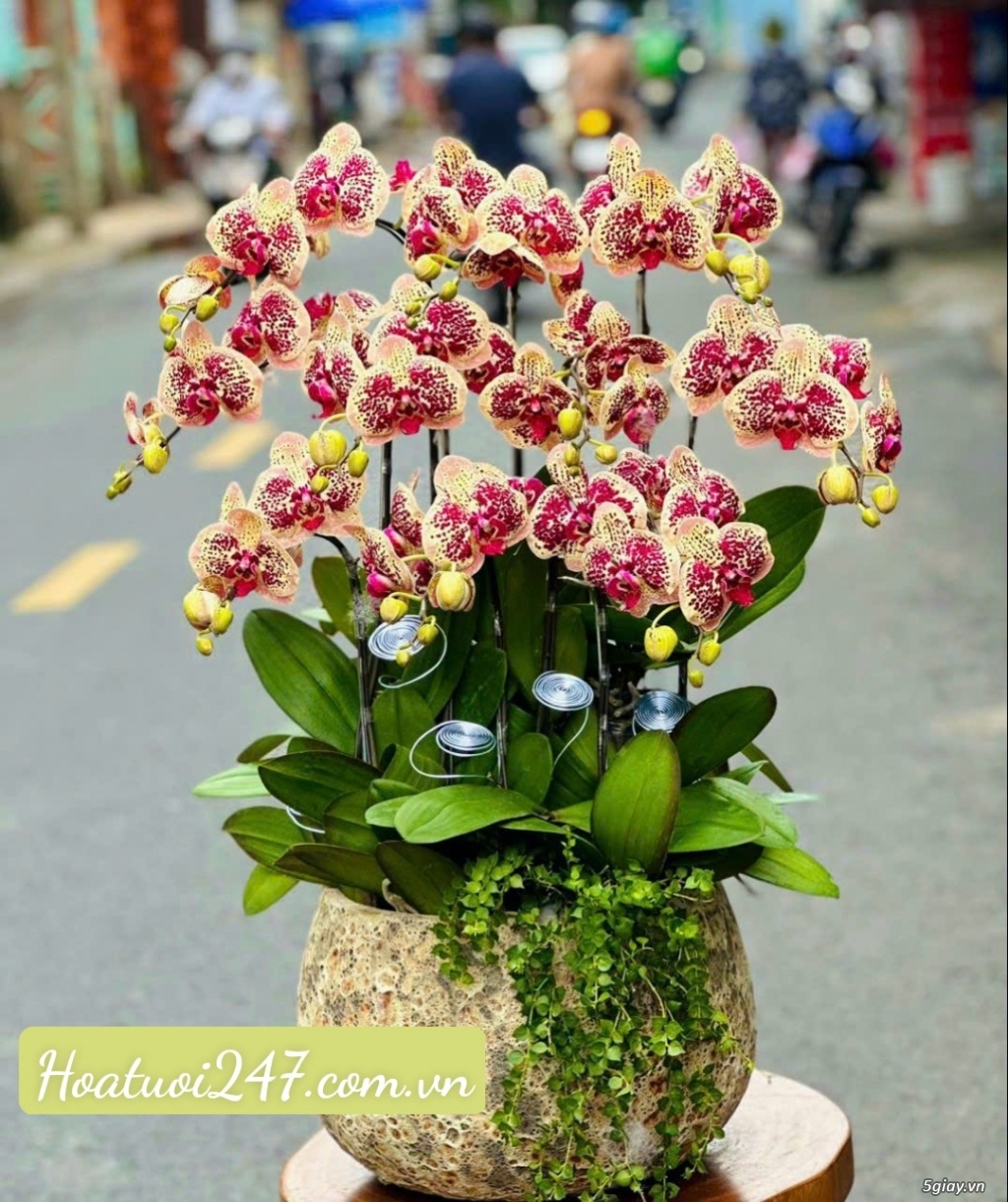 Shop hoa lan hồ điệp cao cấp chất lượng số 1 tphcm - Hoatuoi247.com.vn - 9