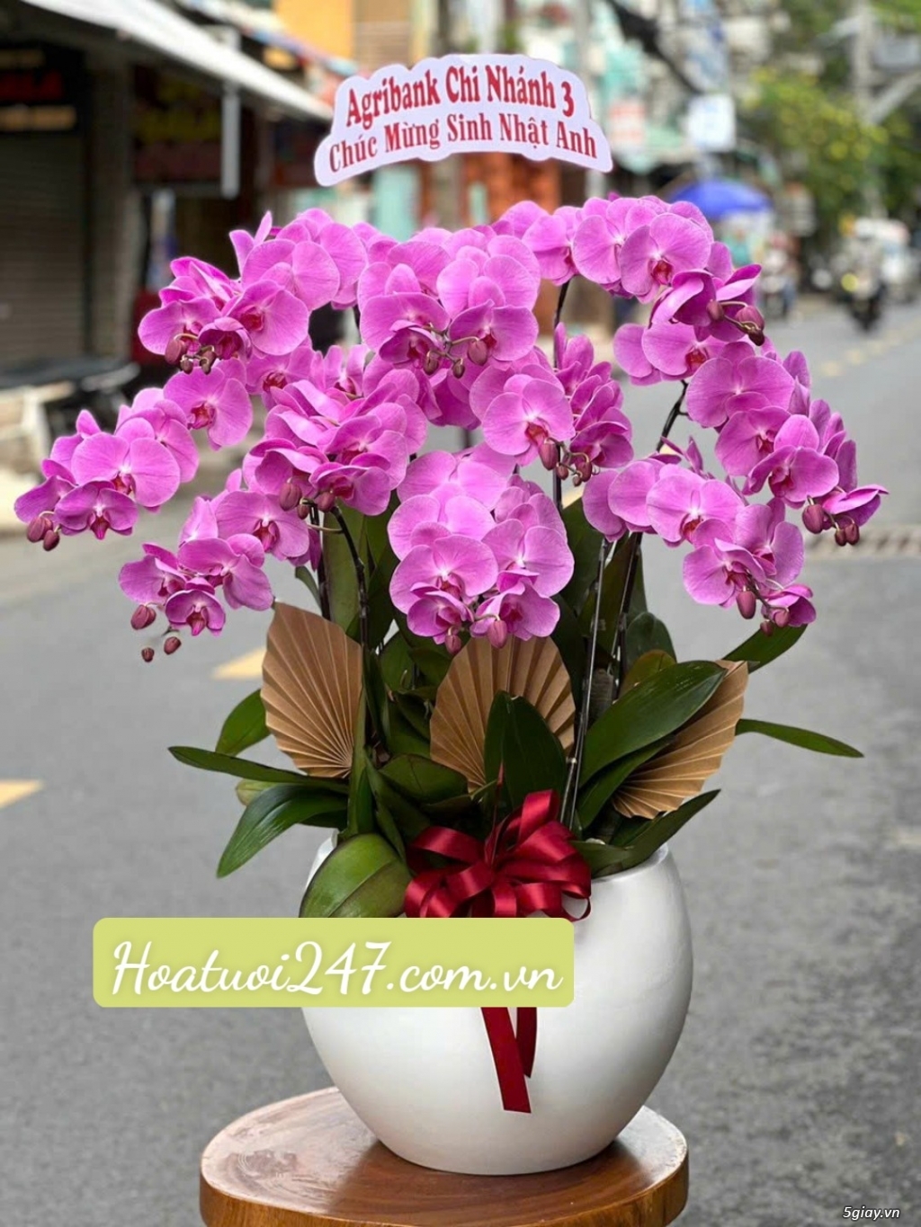 Shop hoa lan hồ điệp cao cấp chất lượng số 1 tphcm - Hoatuoi247.com.vn - 6