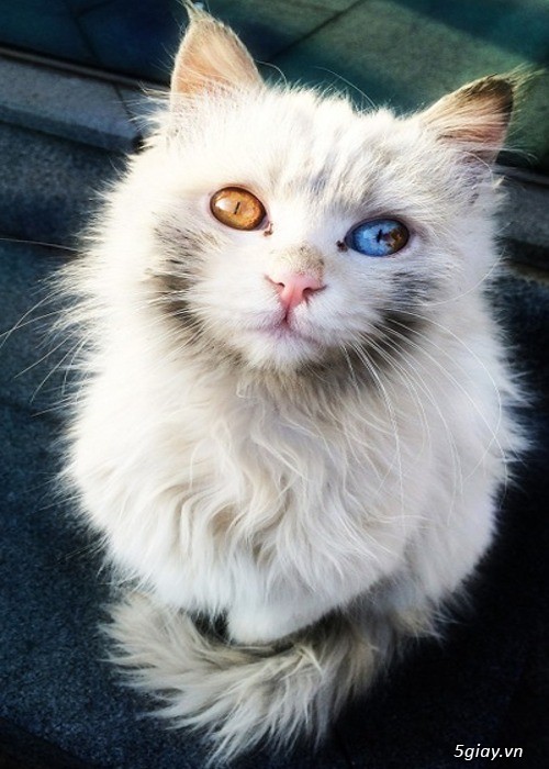 Hình hài hước... Nhiều thể loại vui nhôn