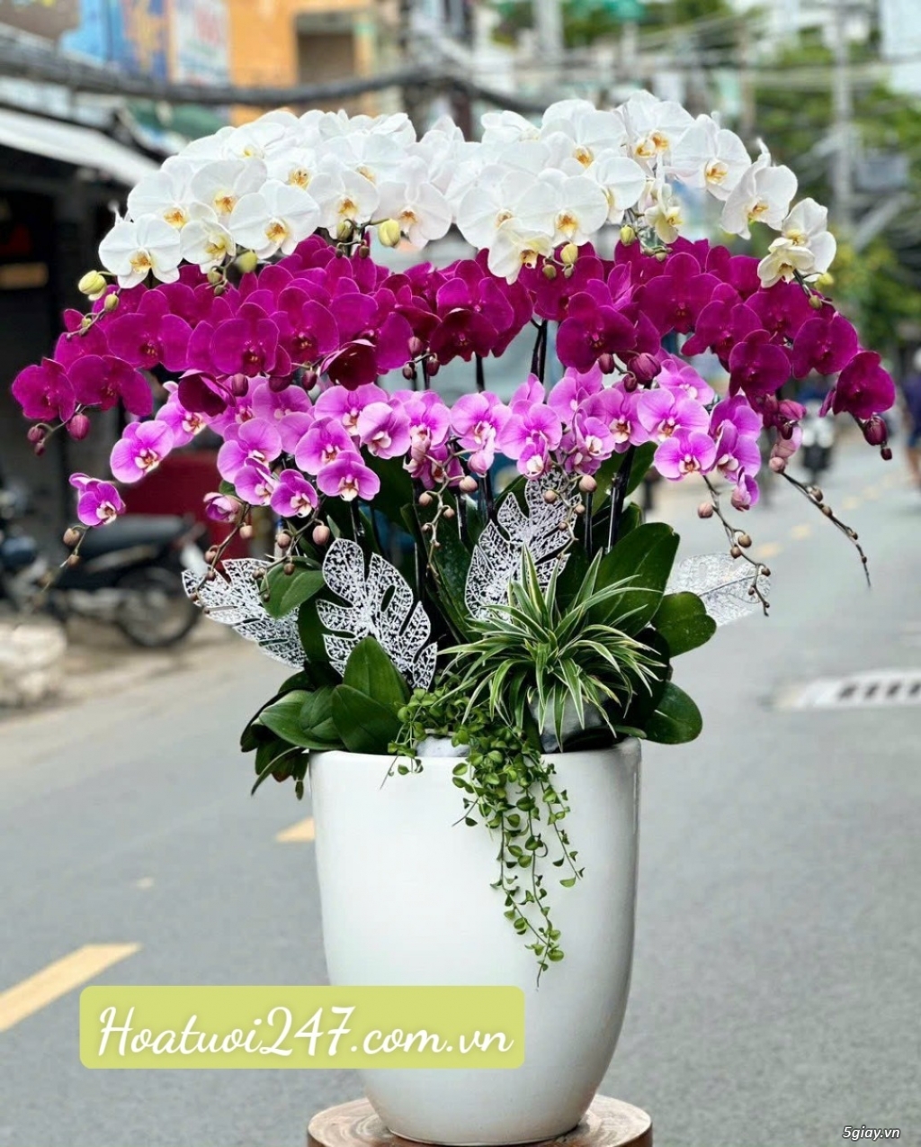 Mua hoa lan hồ điệp tphcm ở đâu rẻ đẹp - Hoa Lan 247 Sài Gòn - 11