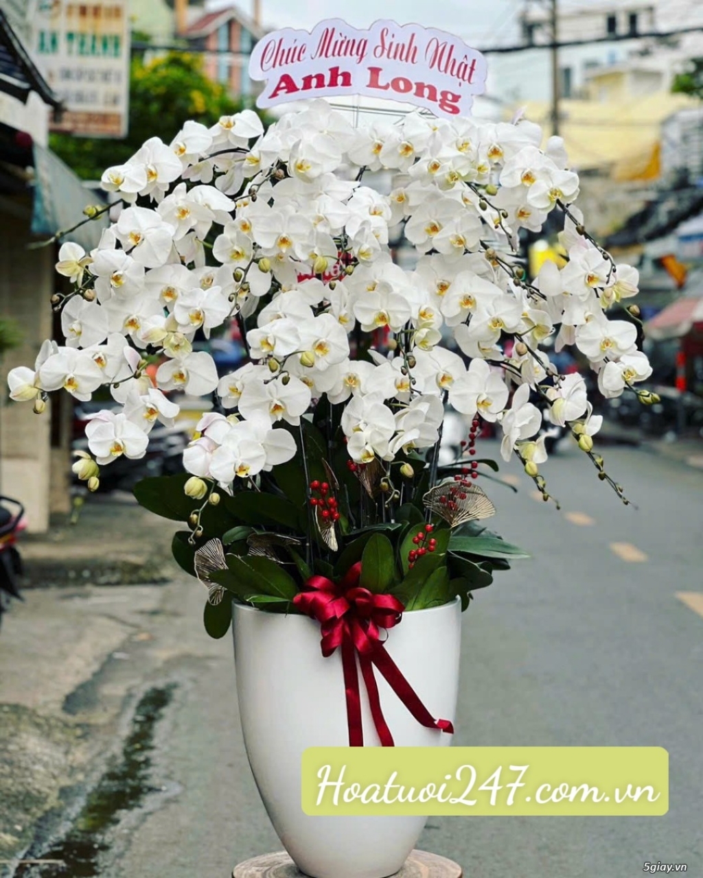 Mua hoa lan hồ điệp tphcm ở đâu rẻ đẹp - Hoa Lan 247 Sài Gòn - 10