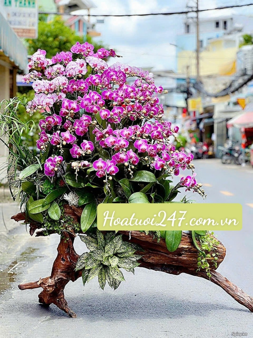 Mua hoa lan hồ điệp tphcm ở đâu rẻ đẹp - Hoa Lan 247 Sài Gòn - 13