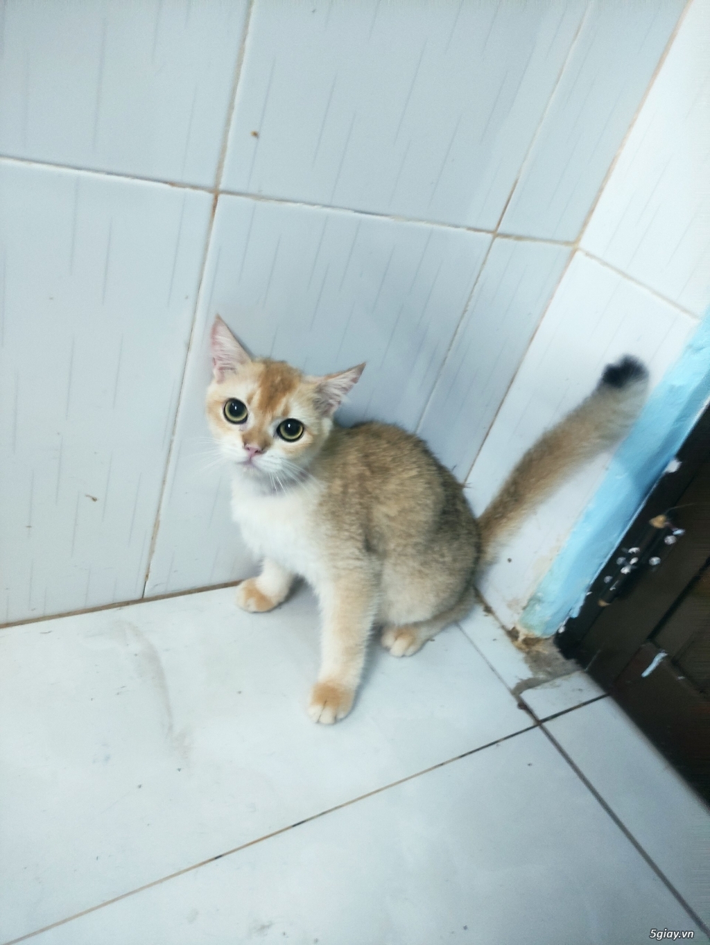 Mèo golden đực 8 tháng - 5