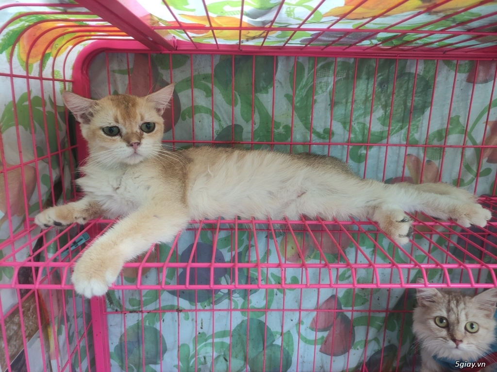 Mèo golden đực 8 tháng - 4