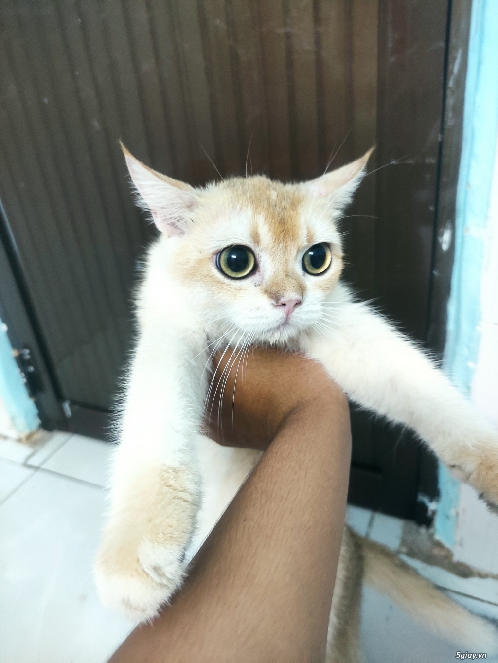 Mèo golden đực 8 tháng - 1