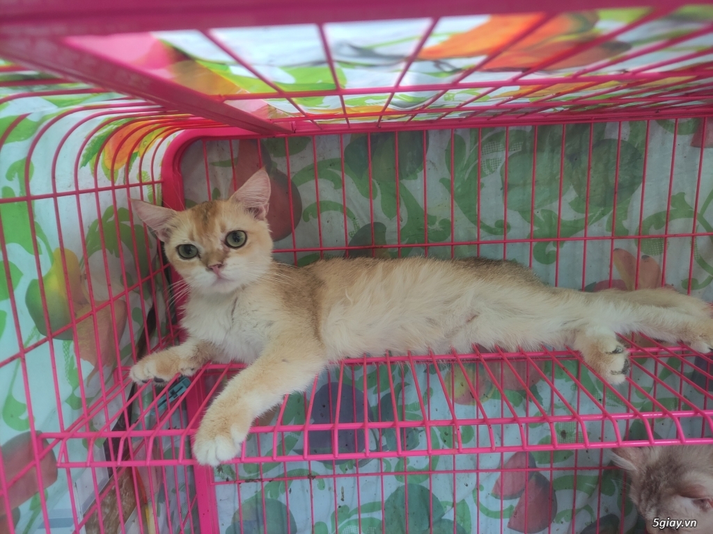 Mèo golden đực 8 tháng
