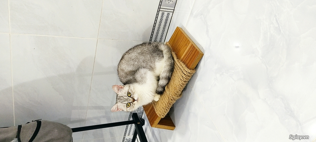 mèo aln silver tabby - 1