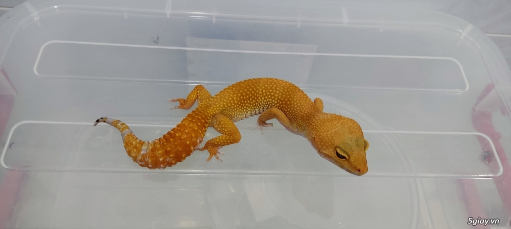 leopard gecko thằn lằn da báo - 1