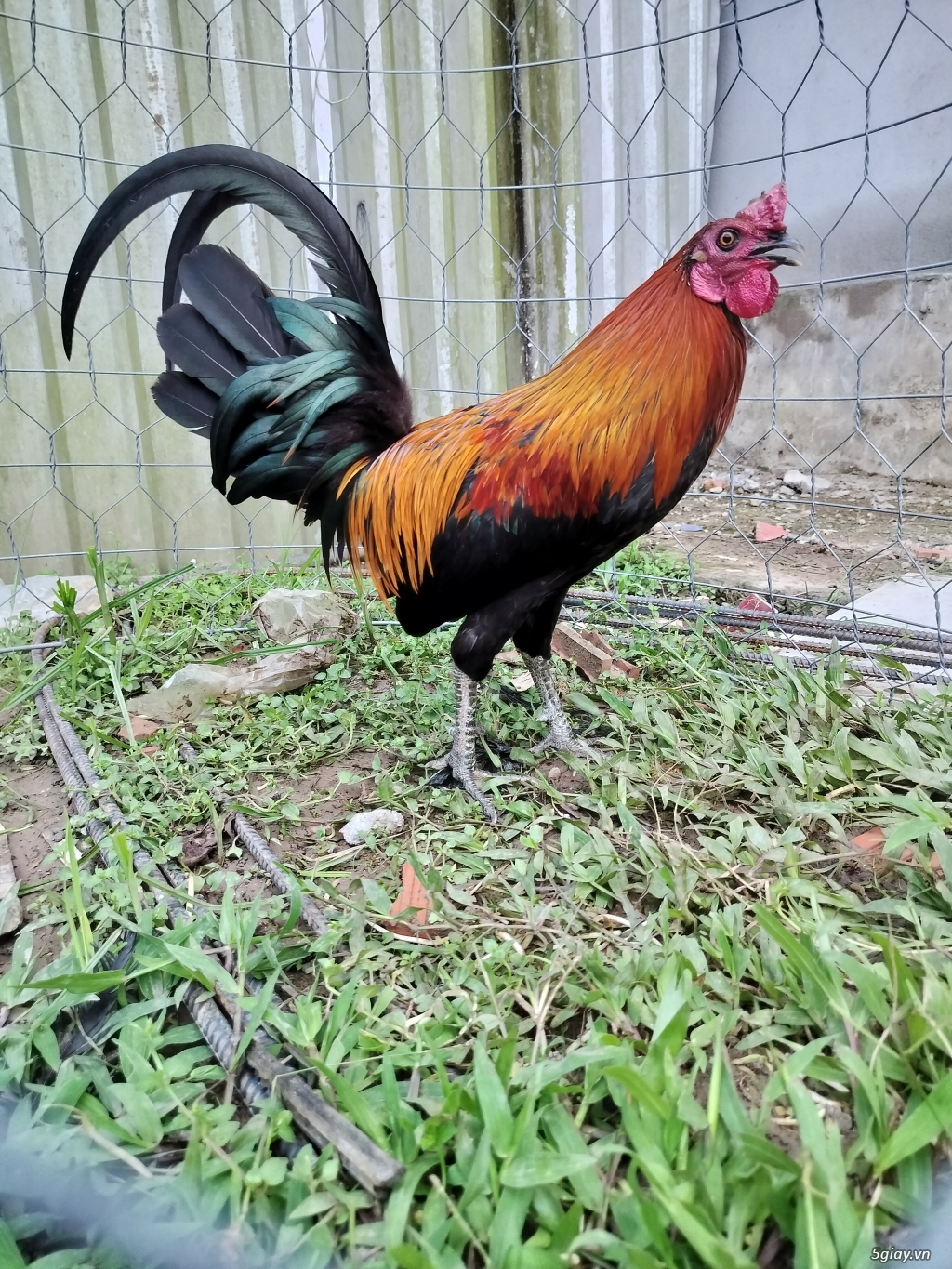 Gà tre que htach doc 1kg4
