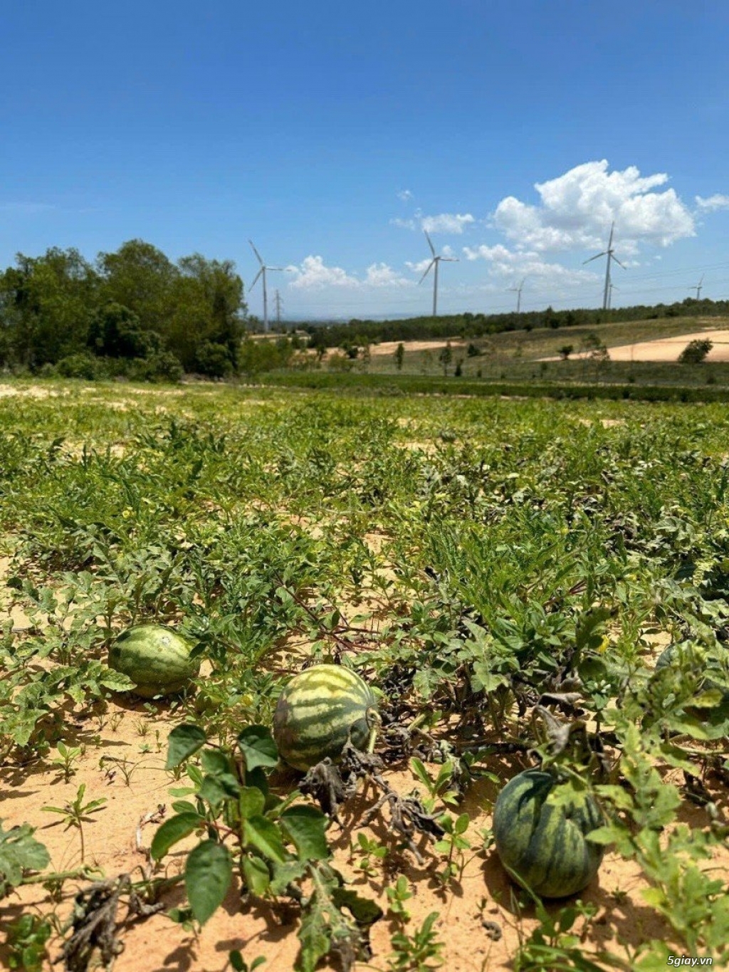 7.439m2 đất đang trồng nho và dưa. Điện nước đầy đủ, QH thổ cư - 3