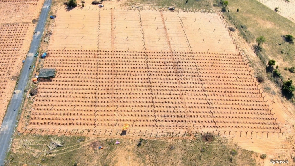 Bán nhanh 3900m2 đất Farm Tuy Phong sổ hồng riêng view biển Bình Thuận - 3