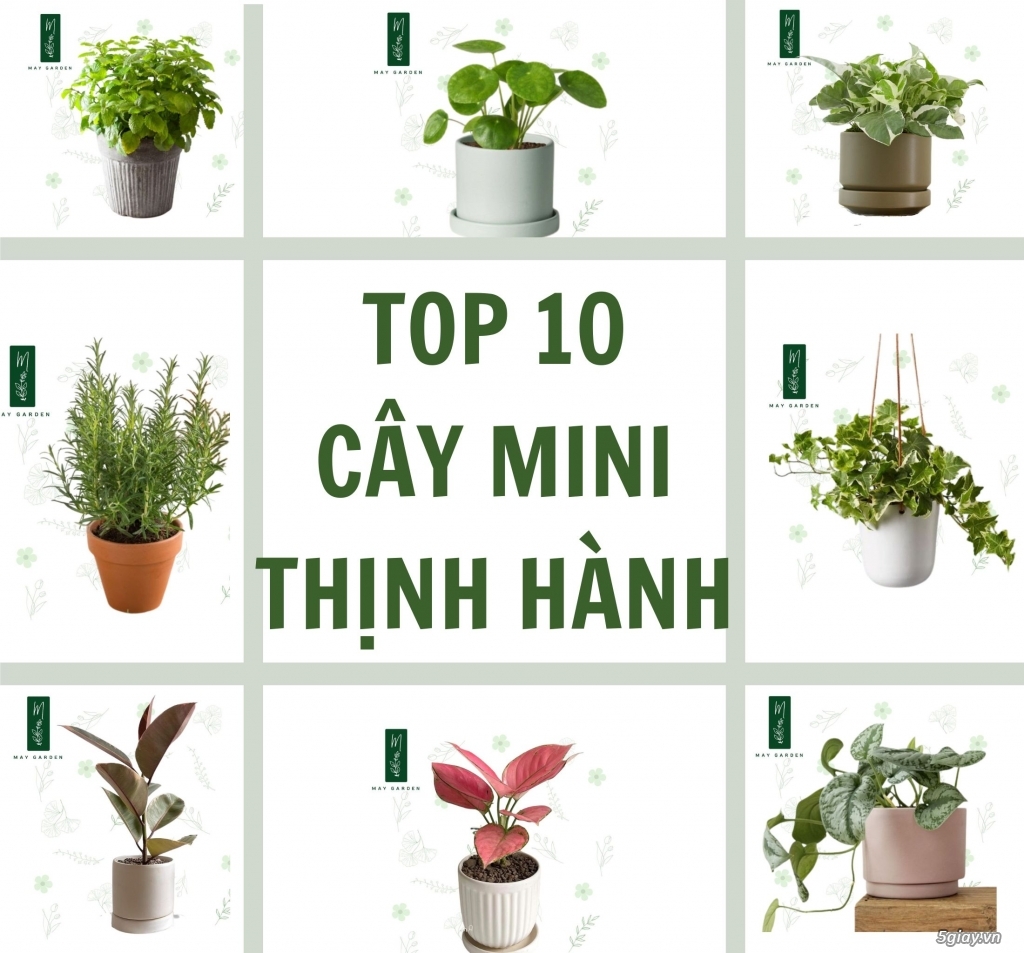 Cây cảnh mini Xu hướng trang trí thịnh hành trong suốt 3 năm qua