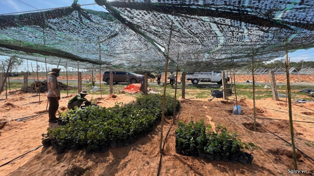 7 sào đất view biển siêu đẹp giá hạt dẻ hổ trợ trả góp 0%LS - 3