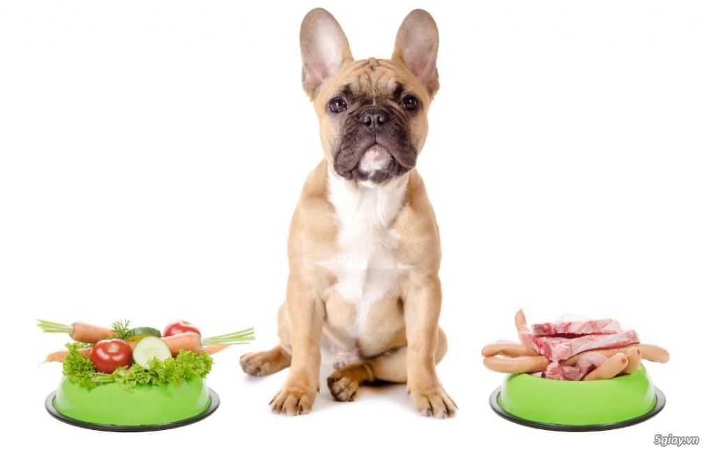 Chó ốm nên cho ăn gì? Hướng dẫn chăm sóc nhanh khỏe nhất - 1