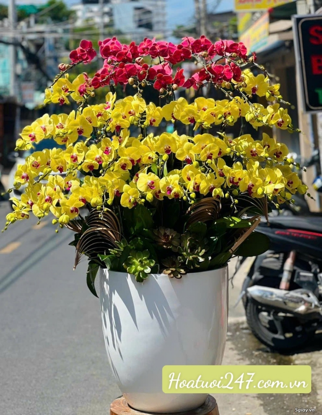 Shop hoa tươi bán Lan Hồ Điệp đẹp uy tín tại TPHCM - Hoatuoi247.com.