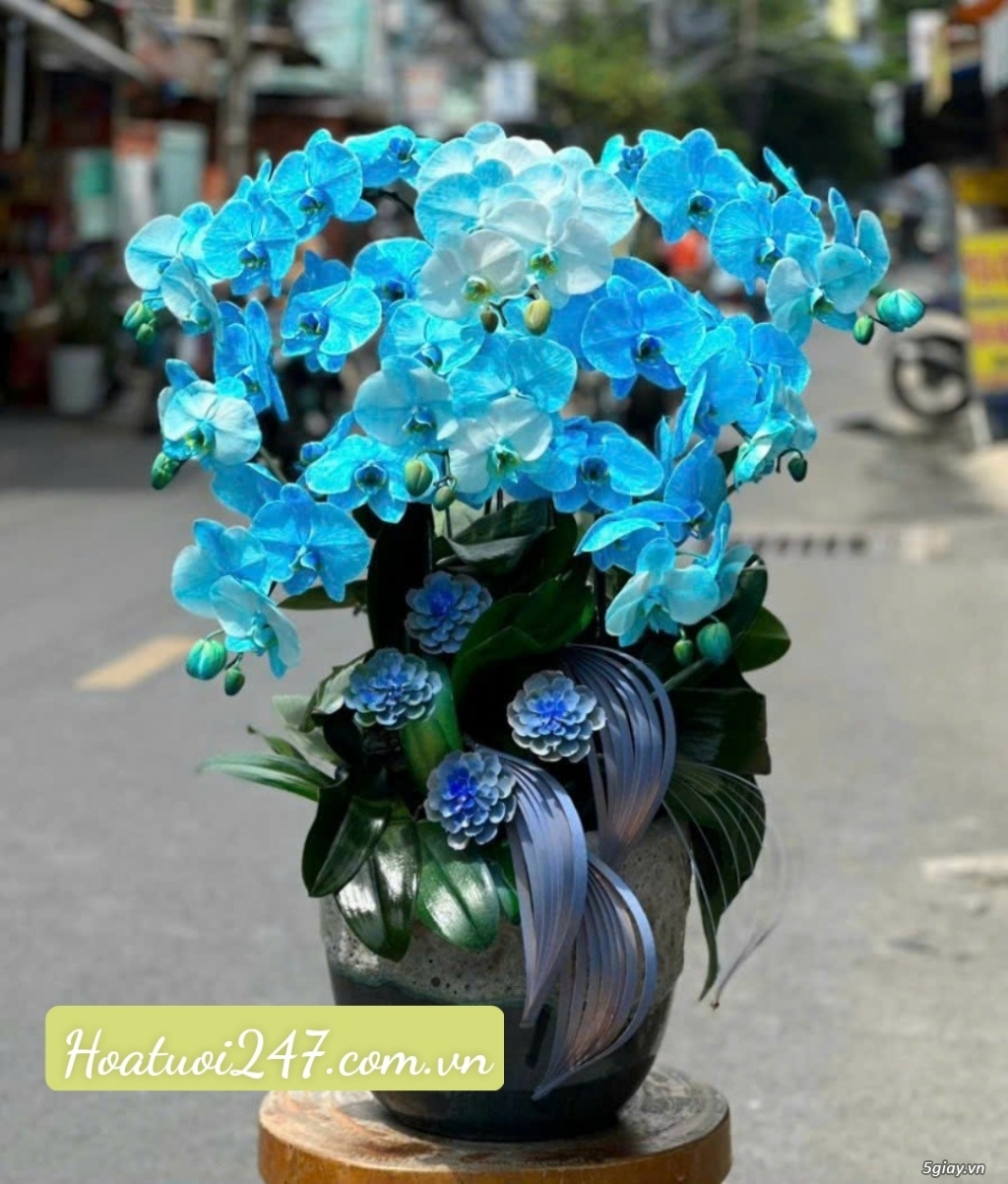 Shop hoa tươi bán Lan Hồ Điệp đẹp uy tín tại TPHCM - Hoatuoi247.com. - 14