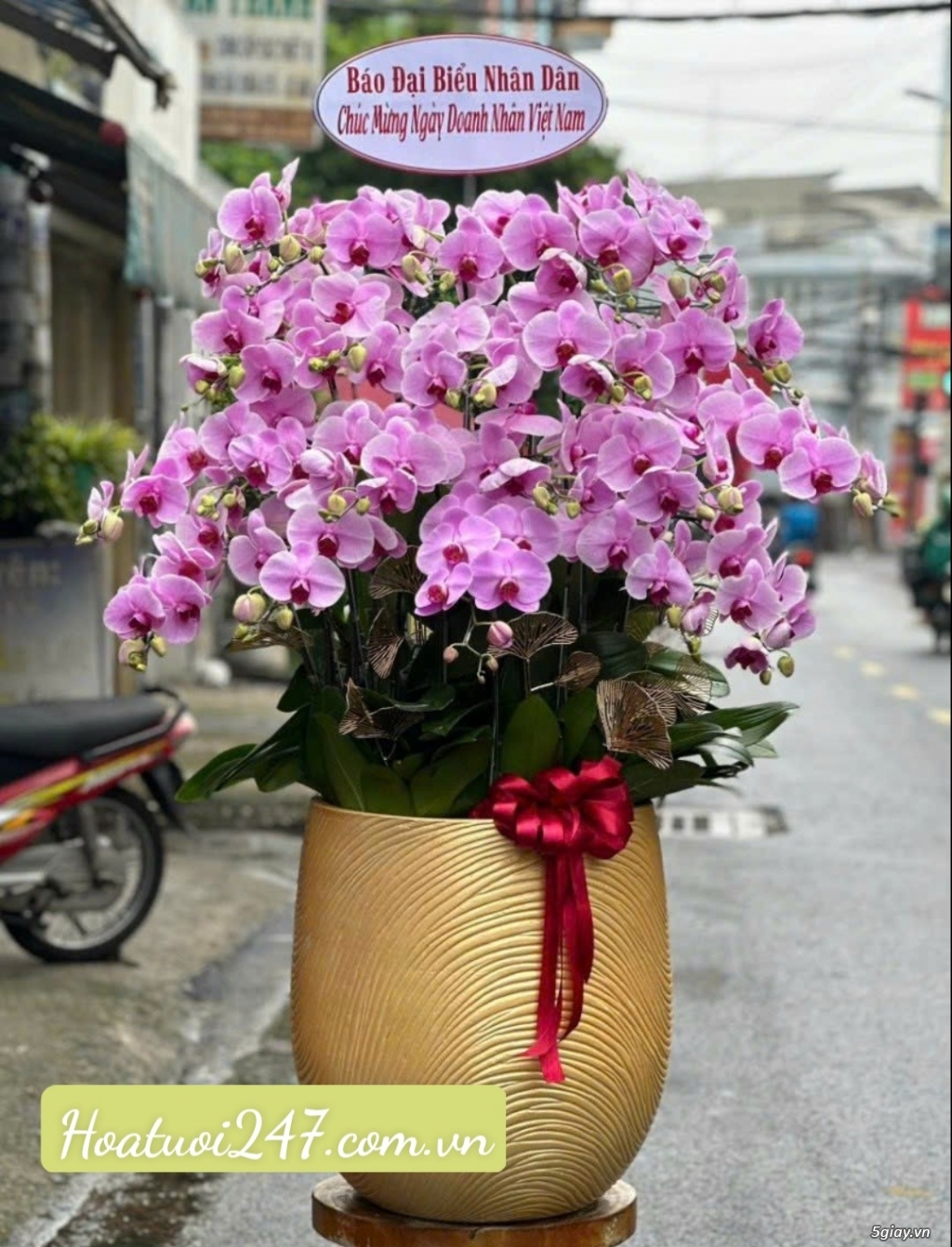 Những mẫu hoa lan hồ điệp tặng ngày nhà giáo Việt Nam đẹp nhất Sài Gòn - 11