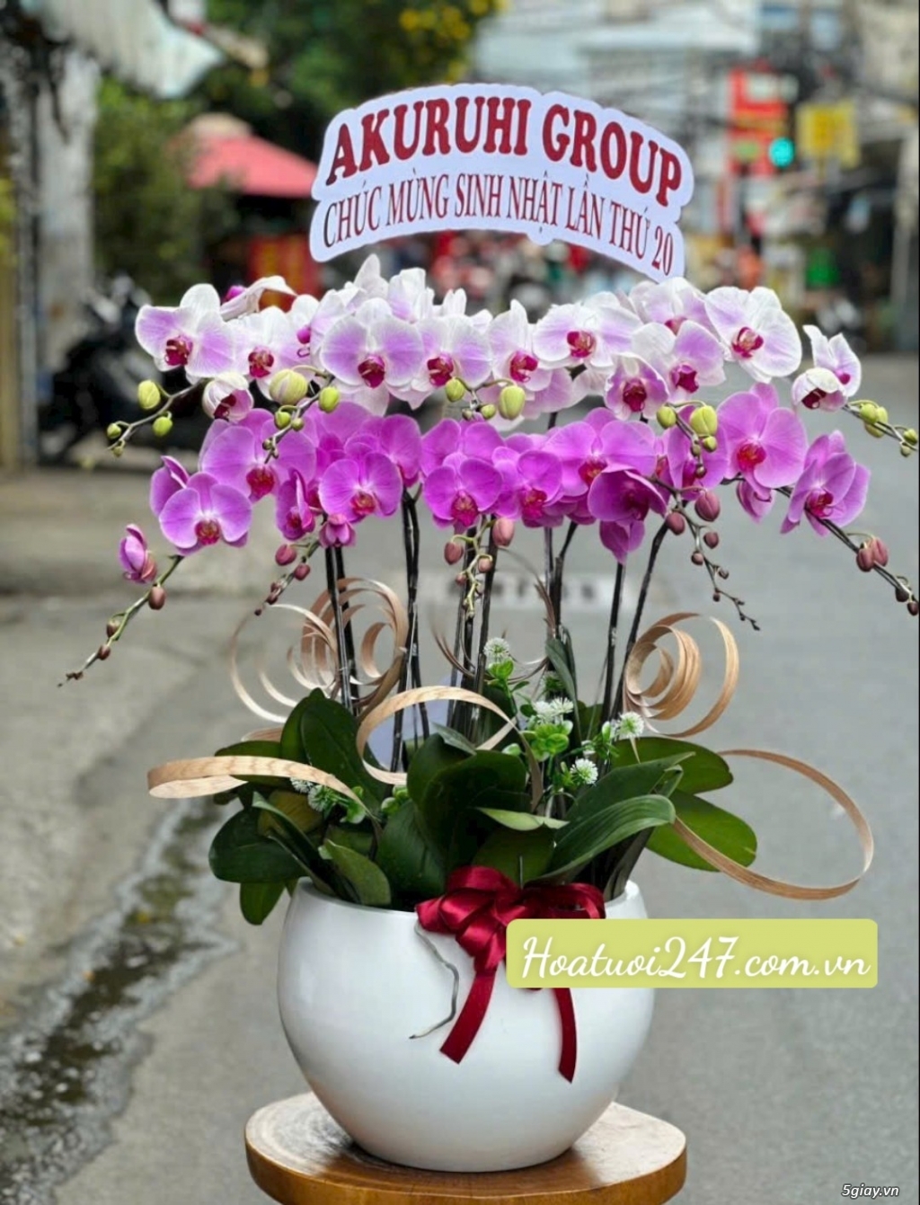Shop hoa lan đẹp tphcm chuyên Lan Hồ Điệp Apollo cao cấp - 10