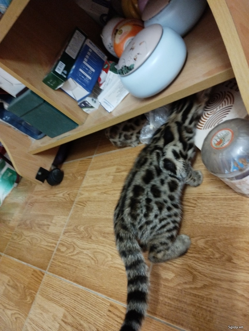 Mèo bengal thuần chủng và Bengal F1 | 5giay