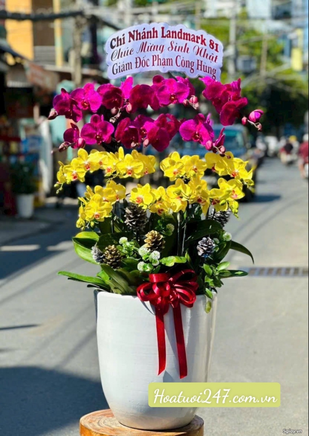 Shop hoa lan đẹp tphcm chuyên Lan Hồ Điệp Apollo cao cấp - 11
