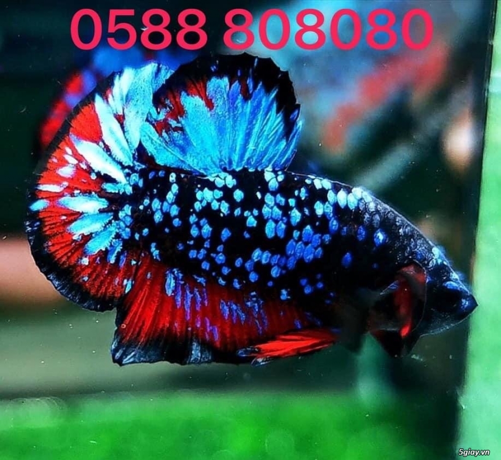 Sim viettel phong thủy giá rẻ 0588 808080