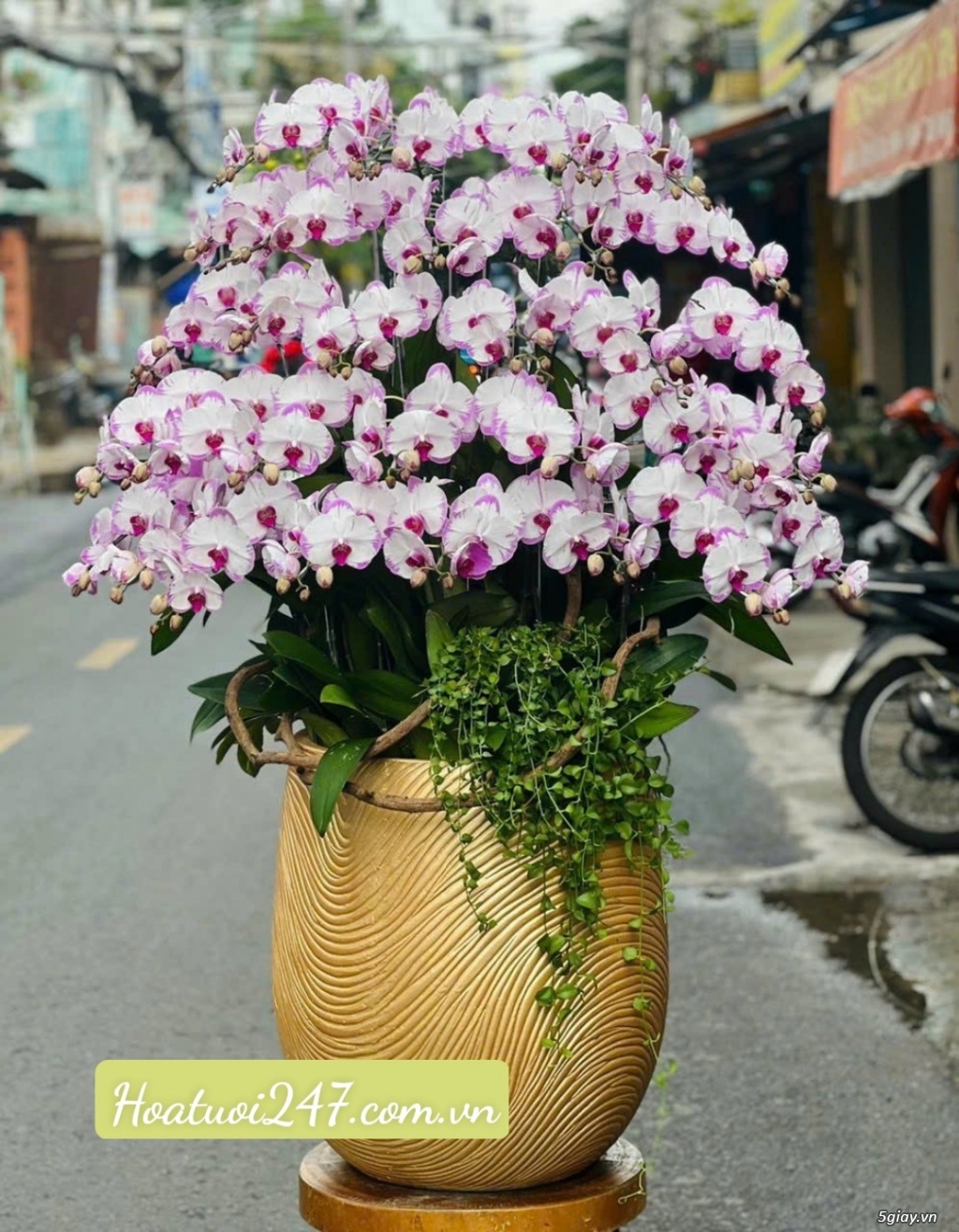 Địa điểm đặt hoa lan hồ điệp cao cấp số 1 tphcm - Hoa lan 247 Sài Gòn - 10