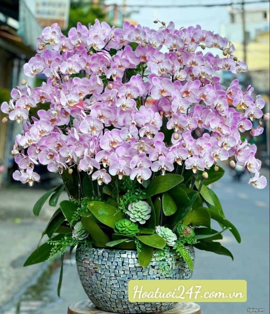 Đặt hoa lan hô điệp ở đâu đẹp nhất tại tphcm - Hoa Tươi 247 Sài Gòn - 13