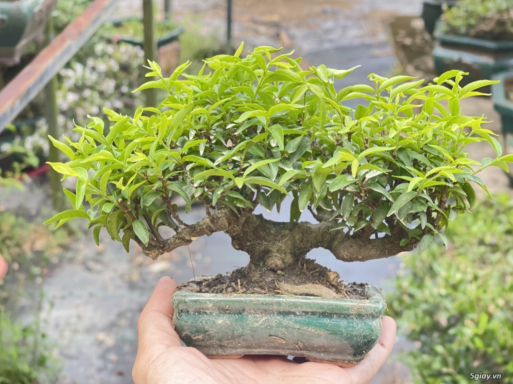 Cây bonsai mini, decor cây văn phòng
