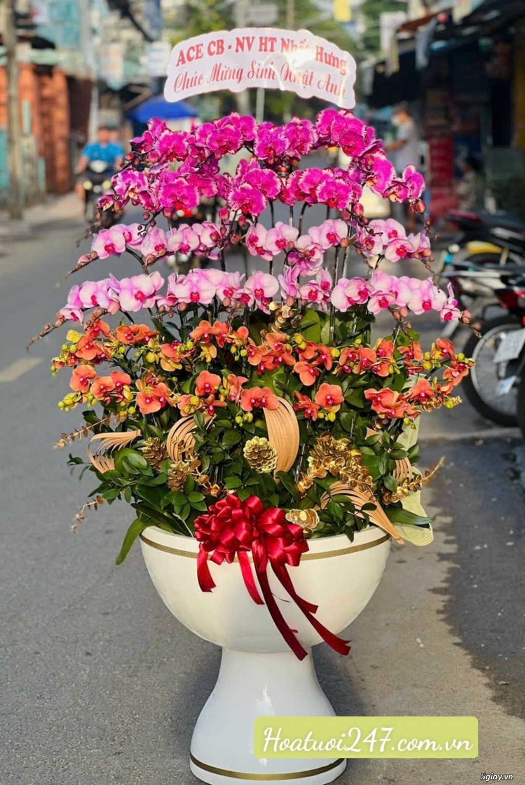 Những chậu hoa lan hồ điệp tặng khai trương đẹp được ưa chuộng nhtphcm - 13