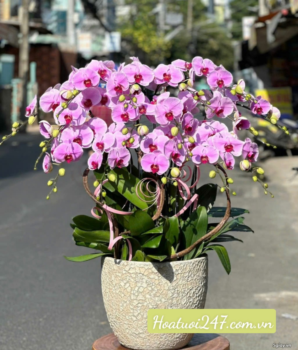 Shop hoa lan hồ điệp đẹp Sài Gòn nhiều mẫu nhiều màu hoa lựa chọn - 1
