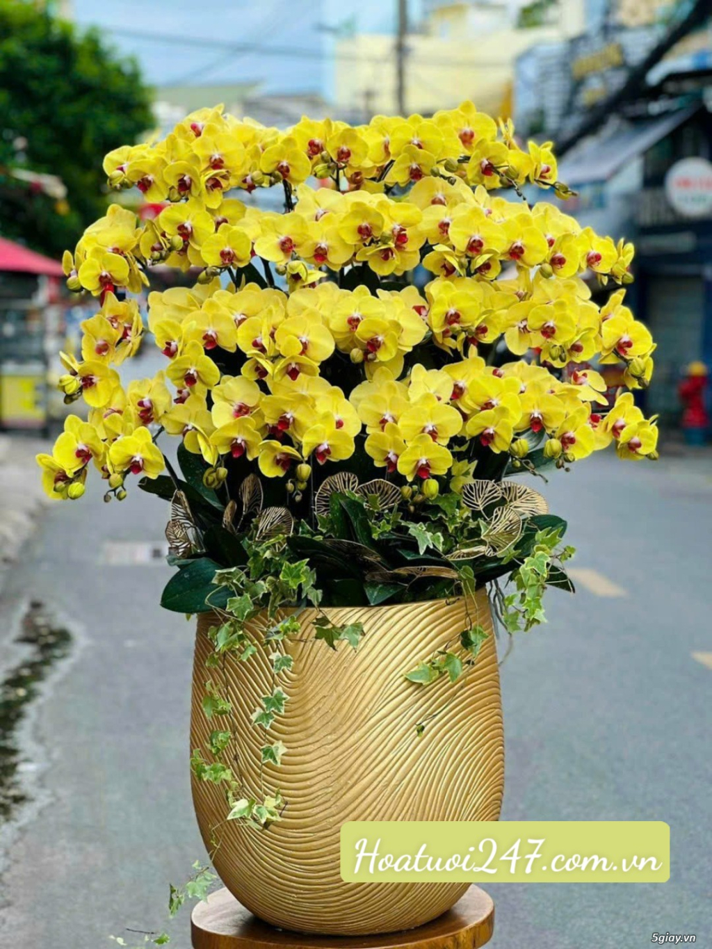 Những chậu hoa lan hồ điệp Tết sang trọng chỉ có tại Hoa Lan 247 TPHCM