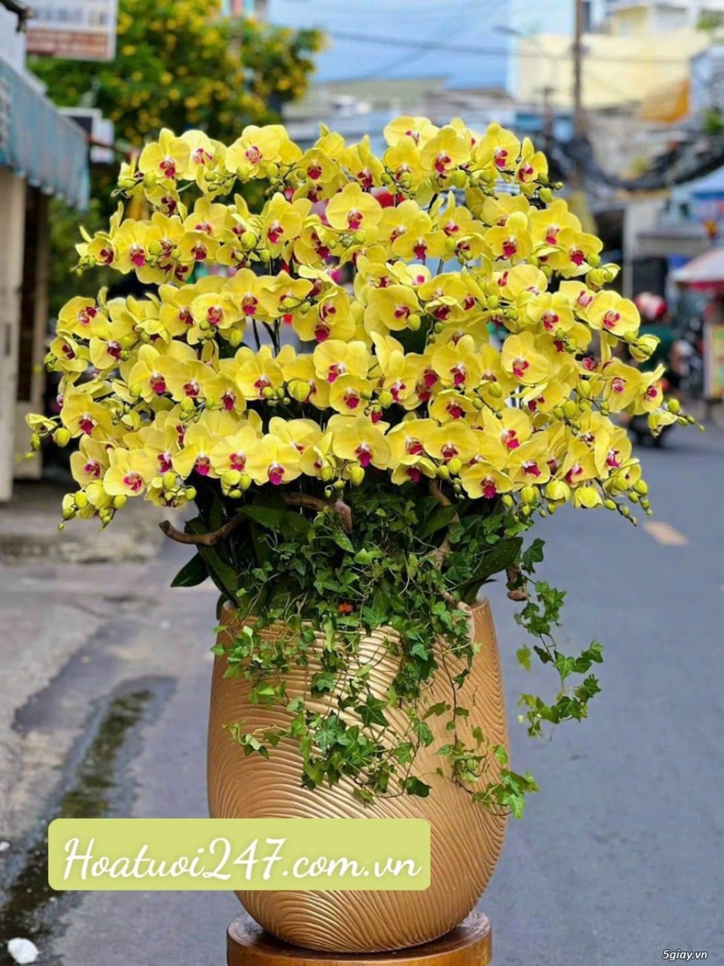 Những chậu hoa lan hồ điệp Tết sang trọng chỉ có tại Hoa Lan 247 TPHCM - 12