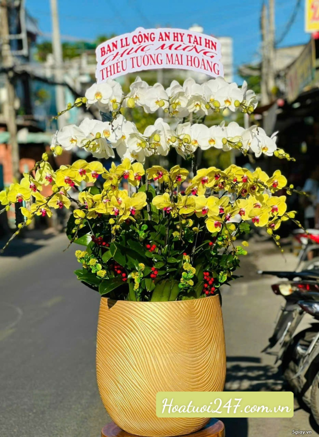 Top 5 chậu hoa lan hồ điệp cao cấp nhất tphcm tặng dịp tết 2024 - 1