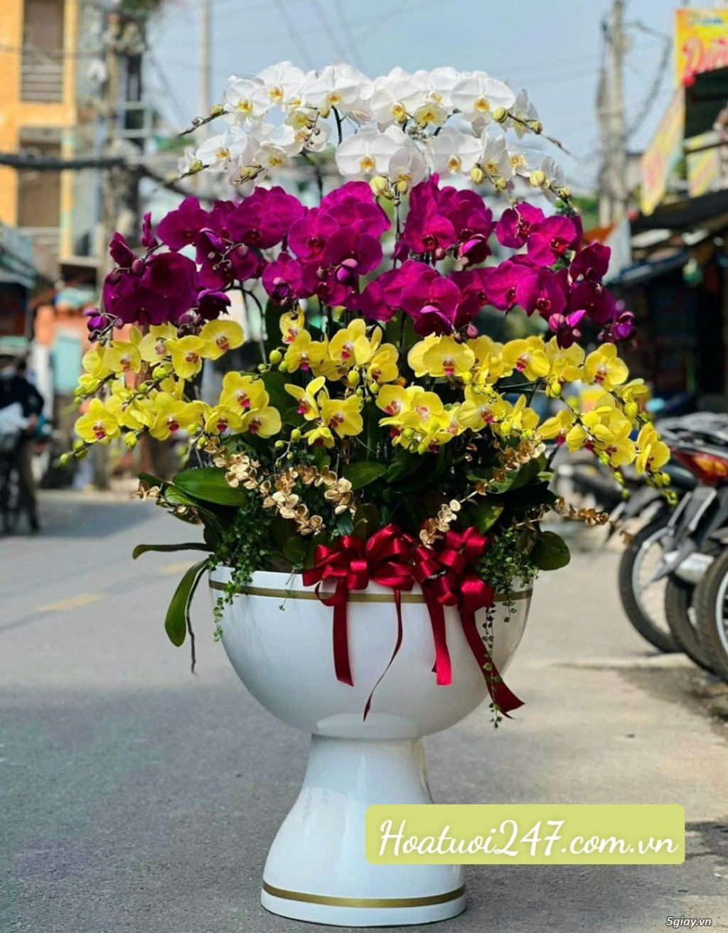 Những chậu hoa lan hồ điệp Tết sang trọng chỉ có tại Hoa Lan 247 TPHCM - 1