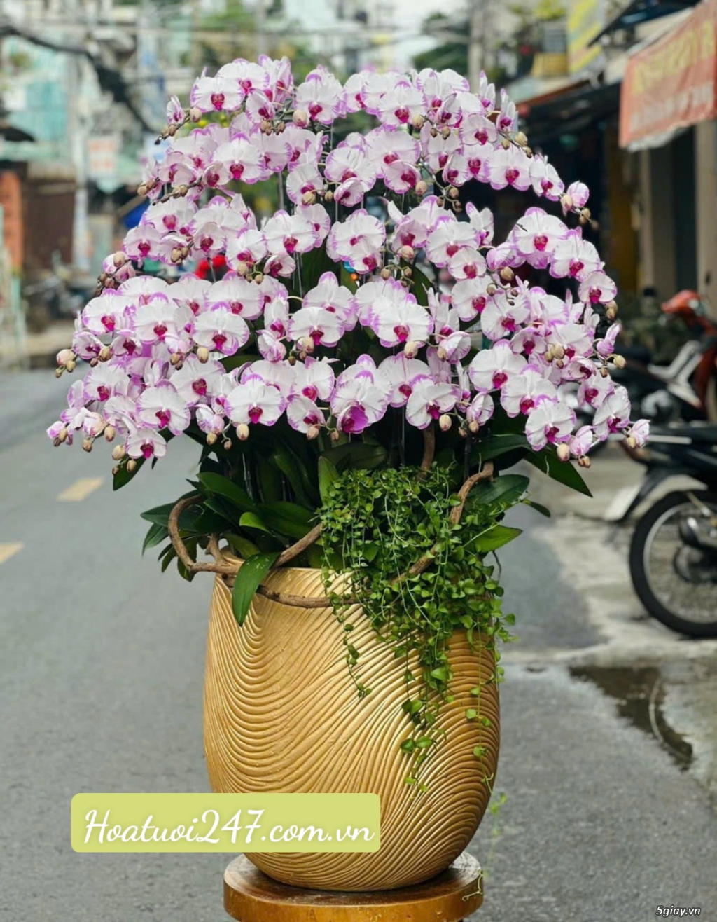 Shop hoa lan hồ điệp đẹp Sài Gòn nhiều mẫu nhiều màu hoa lựa chọn - 12