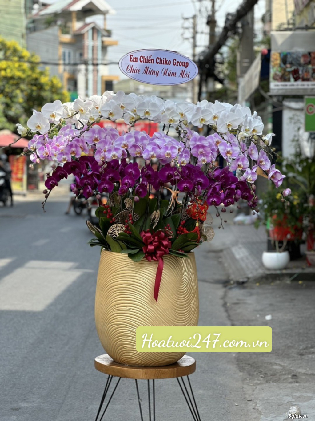 Những chậu hoa lan hồ điệp Tết sang trọng chỉ có tại Hoa Lan 247 TPHCM - 13
