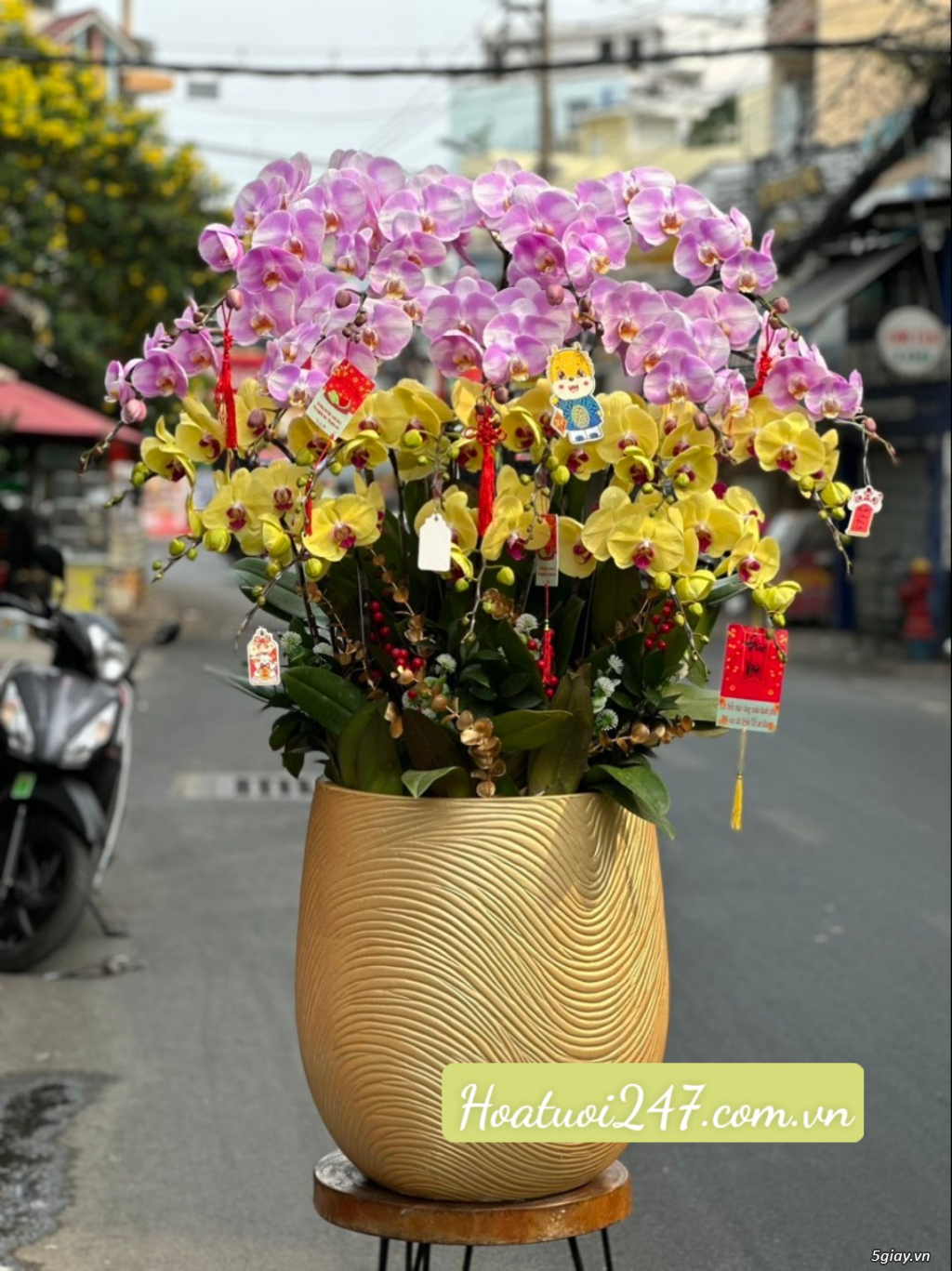 Top 5 chậu hoa lan hồ điệp cao cấp nhất tphcm tặng dịp tết 2024 - 2