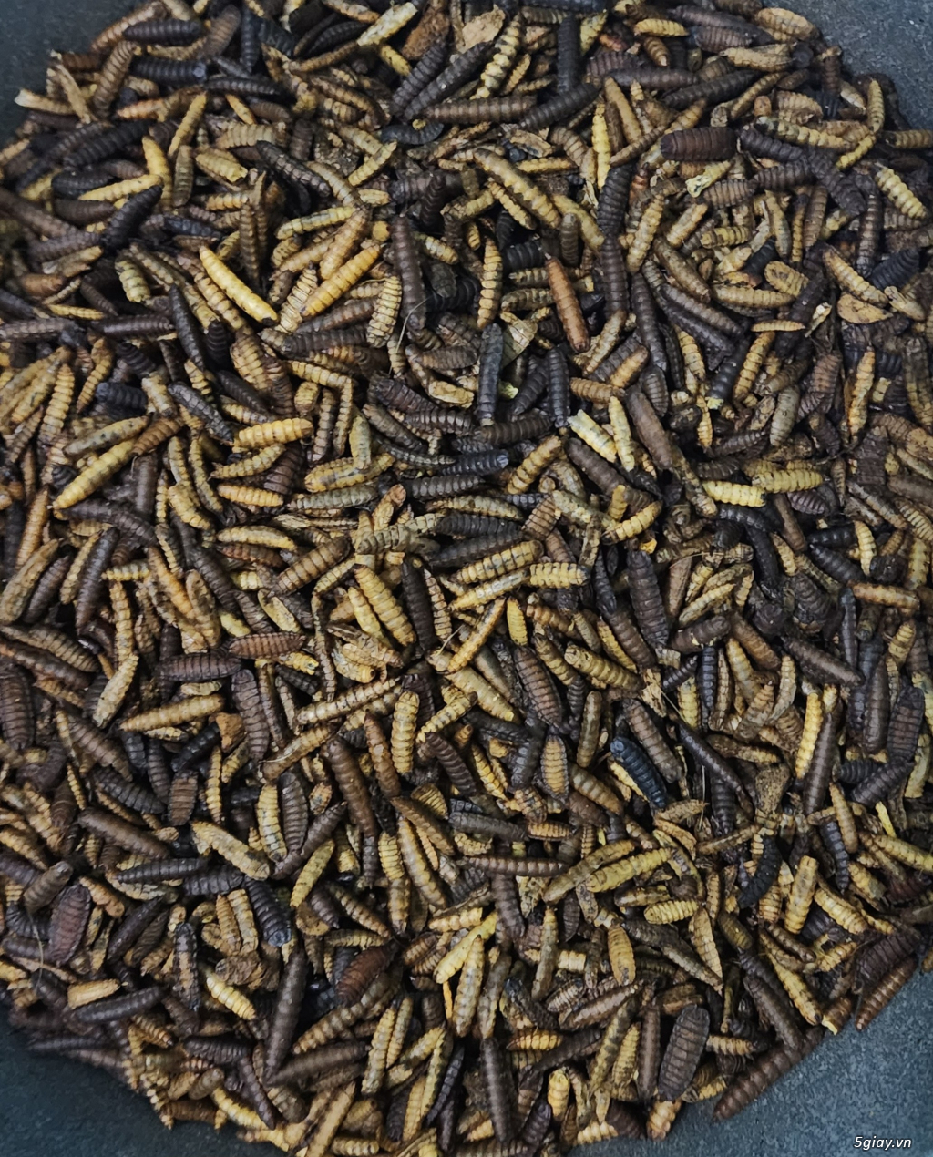 SÂU CANXI DINH DƯỠNG SẤY PHỒNG - 4